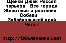 Щенки Джек Рассел терьера - Все города Животные и растения » Собаки   . Забайкальский край,Чита г.